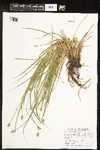 Carex cephalophora image