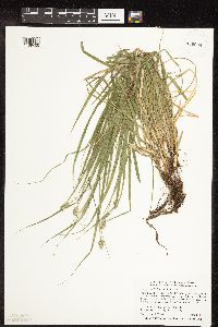 Carex cephalophora image
