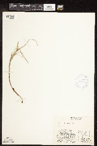 Carex chordorrhiza image