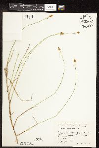 Carex chordorrhiza image