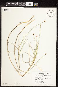Carex chordorrhiza image