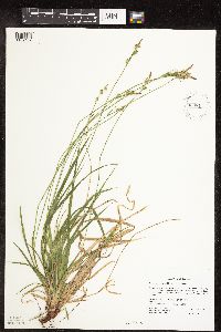 Image of Carex communis