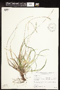 Carex communis var. communis image