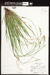 Carex communis var. communis image
