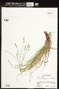 Carex communis var. communis image