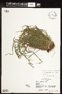 Image of Carex cordillerana