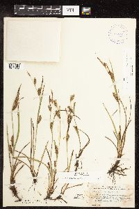 Image of Carex crawei