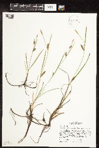 thumbnail image of current specimen