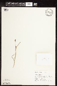 thumbnail image of current specimen