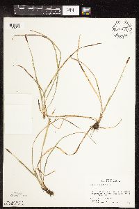 thumbnail image of current specimen