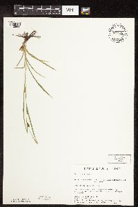 thumbnail image of current specimen