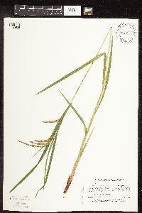 Carex crinita var. crinita image
