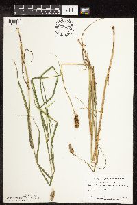 Image of Carex cristatella