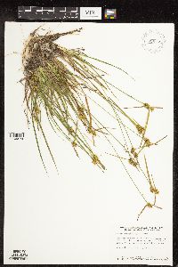 Carex cryptolepis image