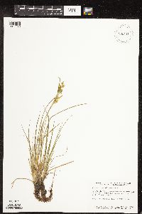 Carex cryptolepis image