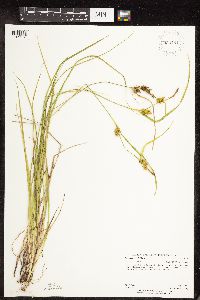 Carex cryptolepis image