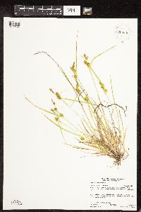 Carex cryptolepis image