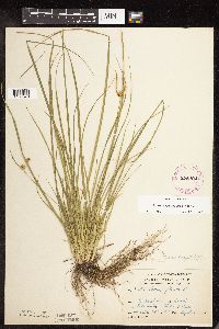 Carex cryptolepis image