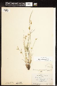 Carex cryptolepis image