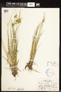 Carex cryptolepis image