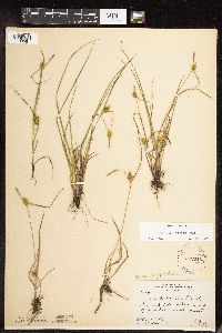 Carex cryptolepis image