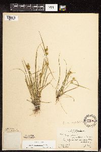 Carex cryptolepis image