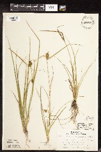 Carex cryptolepis image