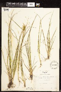 Carex cryptolepis image
