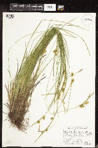 Carex cryptolepis image