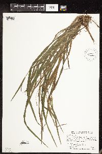 Carex blanda image