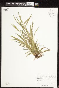 Carex blanda image