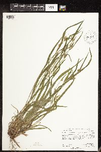 Carex blanda image