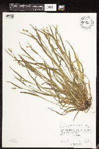 Carex blanda image