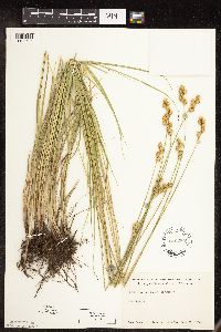 Carex brevior image