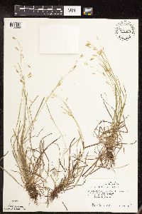 Carex capillaris image