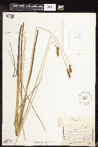 Image of Carex cusickii