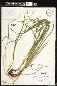Image of Carex davisii