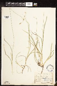 Carex deweyana image