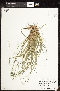 Carex deweyana image