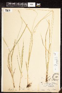 Carex deweyana image