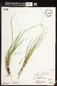 Carex deweyana image