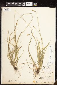 Carex deweyana image