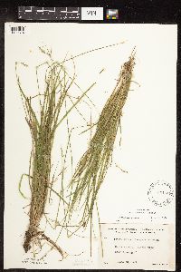 Carex deweyana image