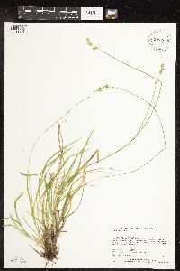 Carex deweyana image