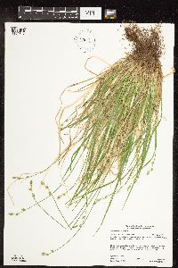 Carex deweyana var. deweyana image