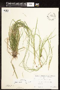 Carex deweyana image
