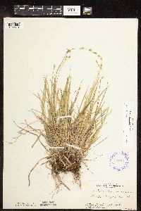 Carex deweyana image