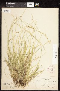 Carex deweyana image