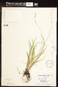 Carex deweyana image