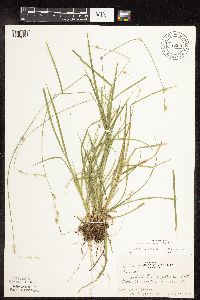 Carex deweyana image